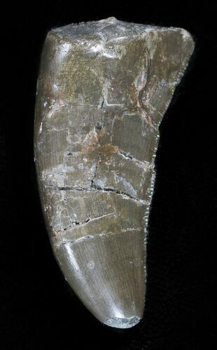 Allosaurus Premax Tooth - Wyoming #43667